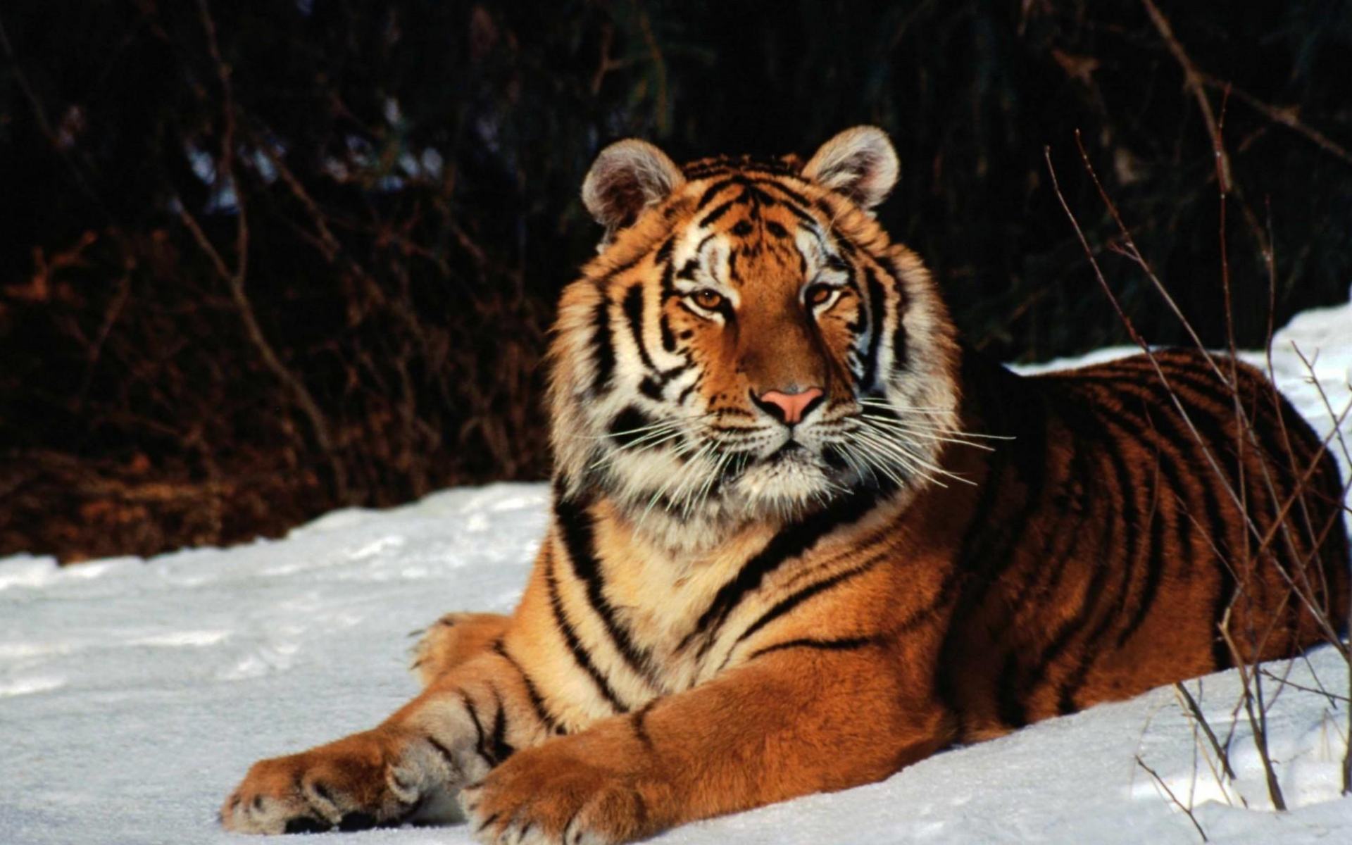 Обои - тигр на снегу, с тигром 1920x1200