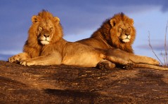 Африканские львы смотрят на солнце / 1600x1200