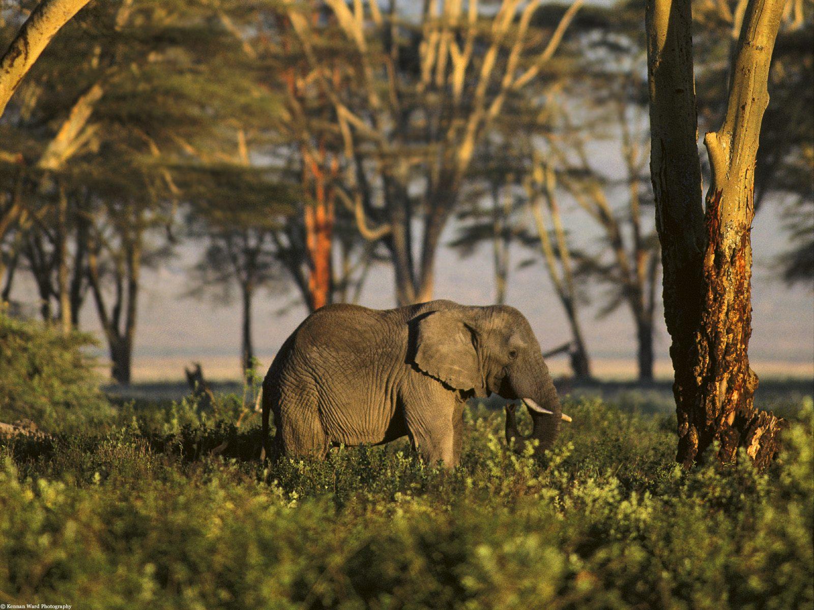 Обои Африканский слон 1600x1200