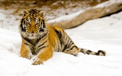 Альтернативный тигр / 1440x900