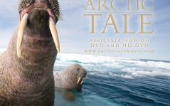 Arctic Tale / 1280x1024