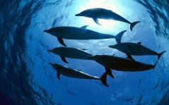 Атлантические дельфины / 1600x1200