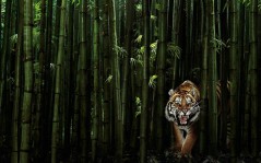 Bambukovyi tigr / 1280x800