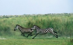 Бегущие зебры / 1440x900