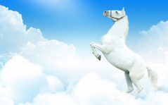 Белая лошадь / 1920x1200