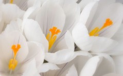 Белые цветы, весенние на рабочий стол / 1600x1200