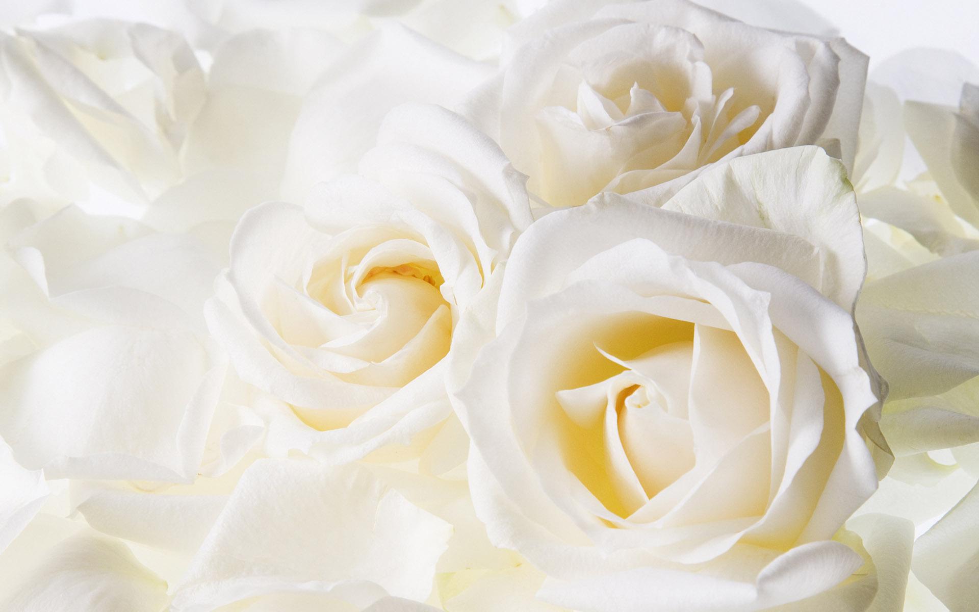 Обои Белые розы 1920x1200