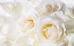 Белые розы / 1920x1200