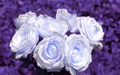Белые розы с голубым оттенком / 1280x1024