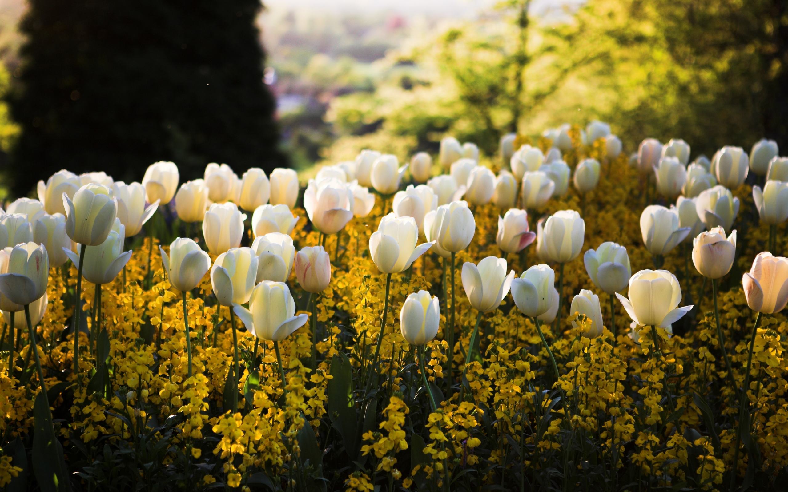 Белые тюльпаны - с тюльпанами пикселей обои 2560x1600.