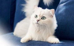 Белый кот / 1280x1024