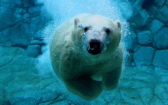 Белый медведь под водой / 1920x1080
