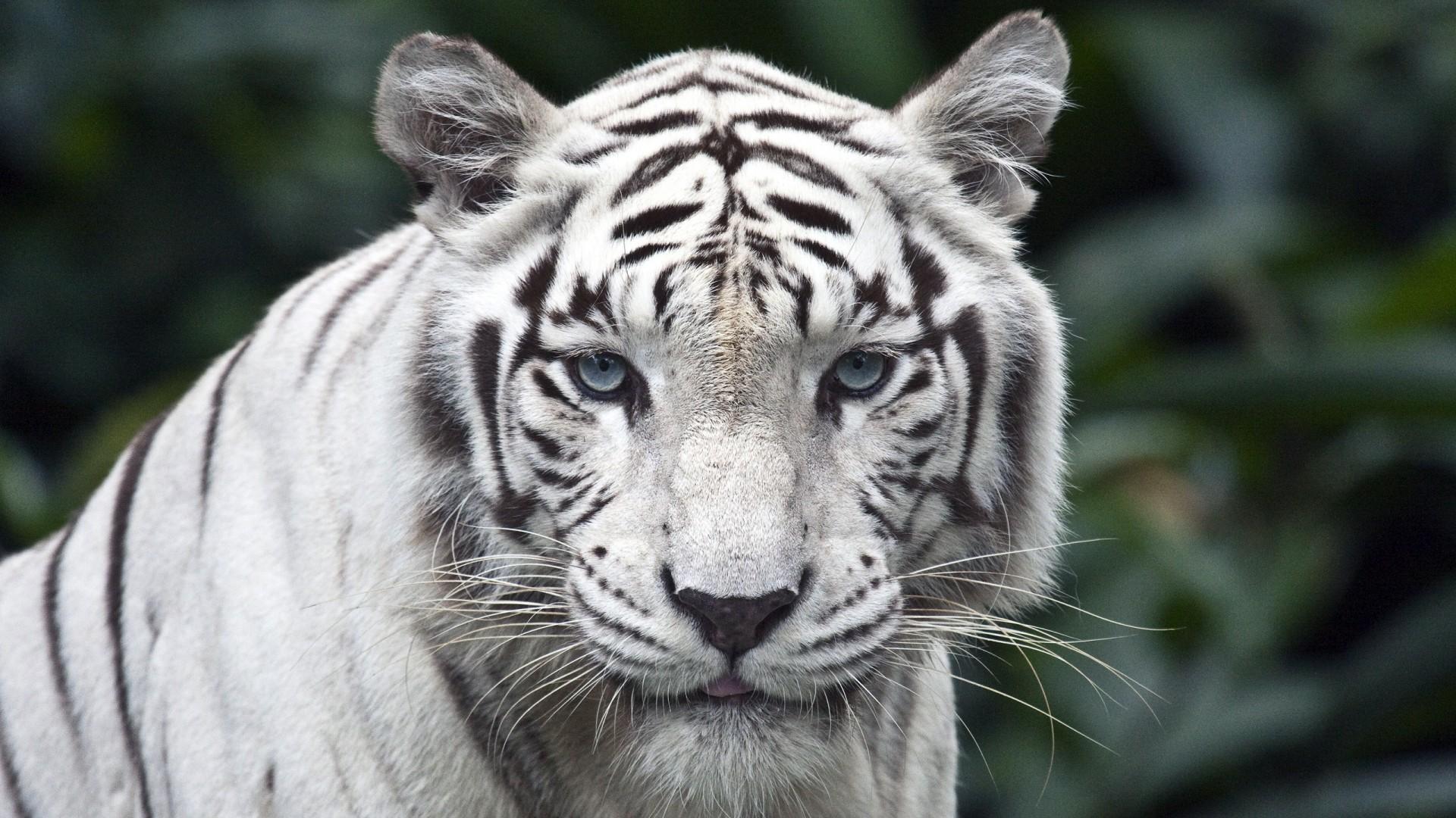 Обои Белый тигр 1920x1080
