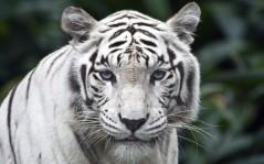 Белый тигр / 1920x1080