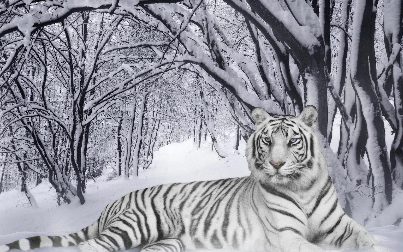 Обои Белый тигр в снегу под ветвями деревьев 1680x1050
