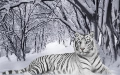 Белый тигр в снегу под ветвями деревьев / 1680x1050