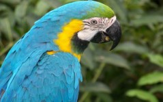 Blue macaw / 1680x1050