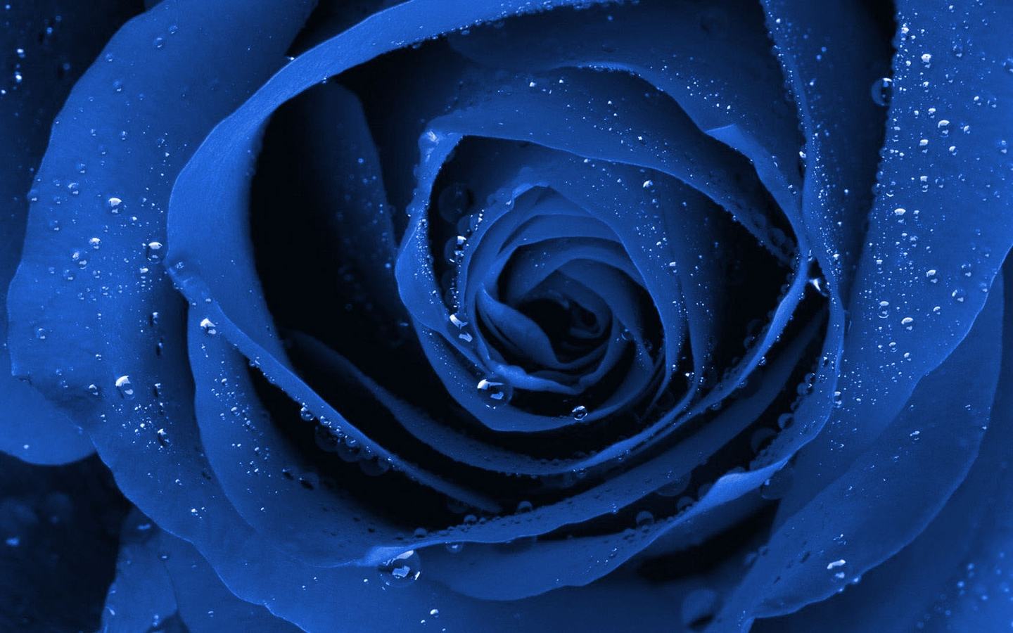 Обои Blue rose 1440x900