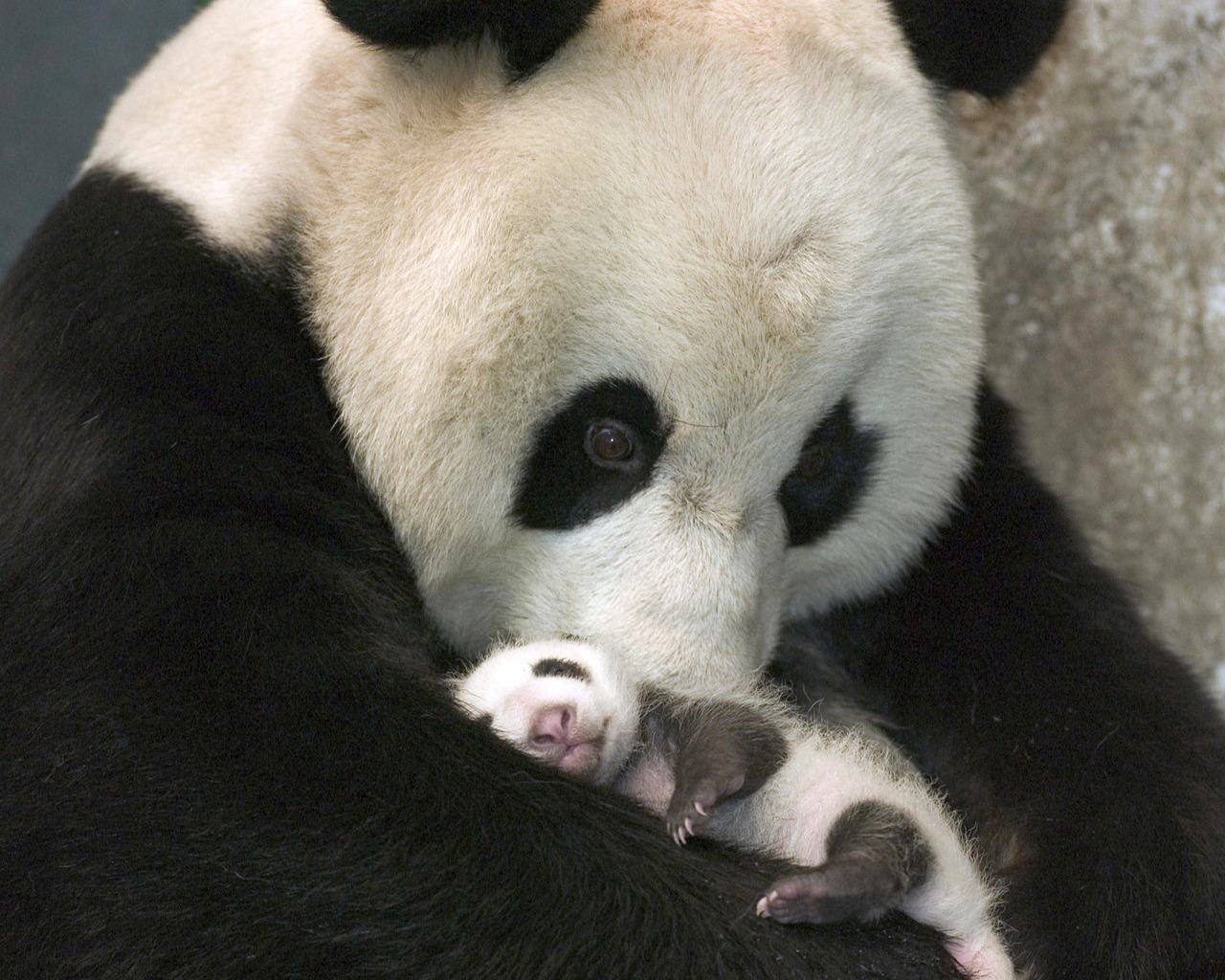 Обои Большая панда с малышом 1280x1024