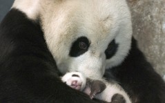 Большая панда с малышом / 1280x1024