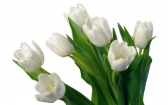 Букет белых тюльпанов / 1920x1200