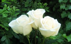 Букет из белых роз / 1920x1080