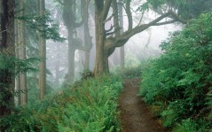 Cape Lookout State Park, Oregon / 1600x1200