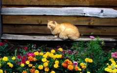 Cat and flowers / 1680x1050