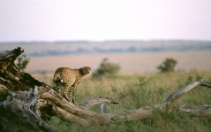 Cheetah on a log / 1920x1200