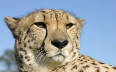 Cheetah portrait / 1920x1200