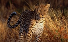 Cheetah / 1440x900