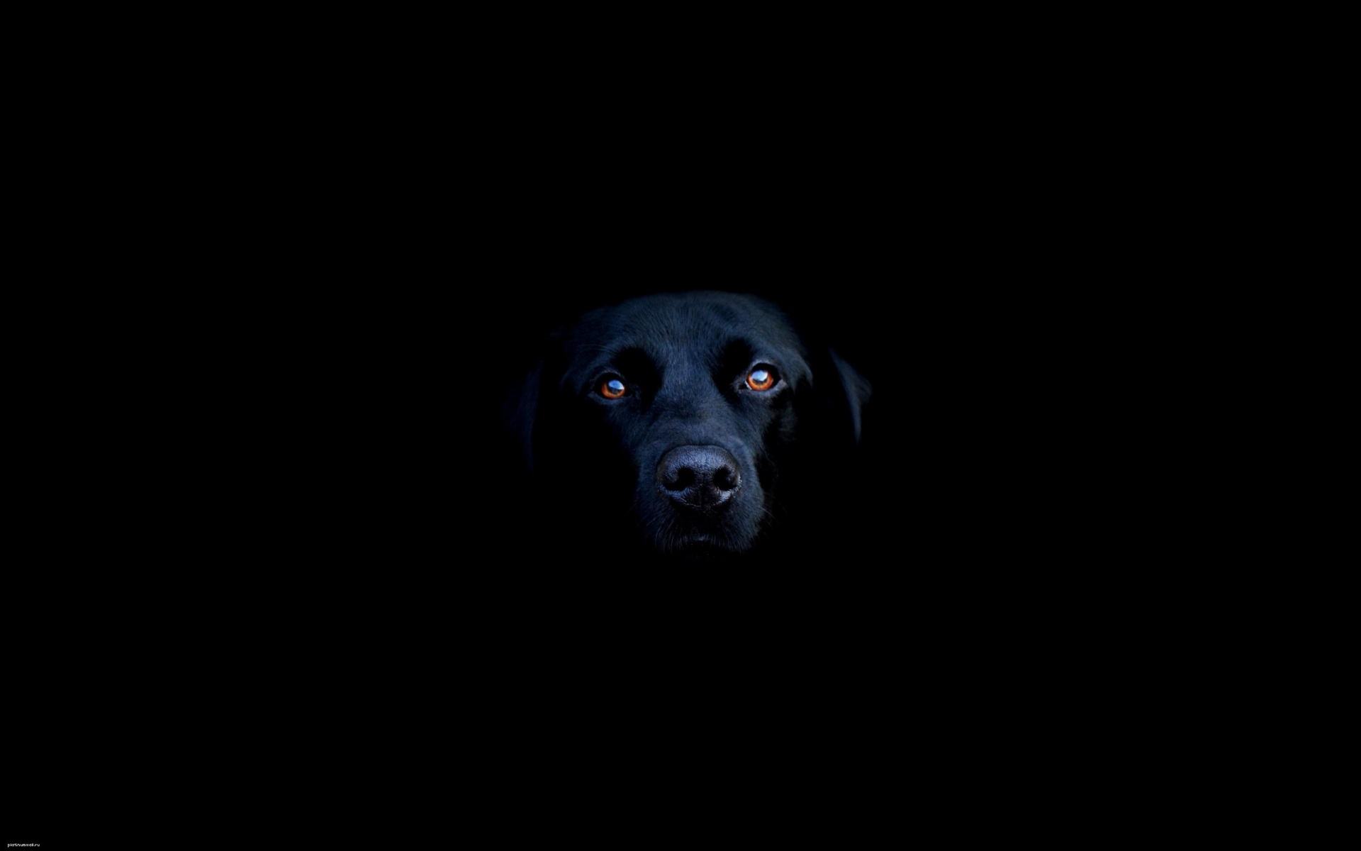 Обои Чёрная собака в темноте 1920x1200