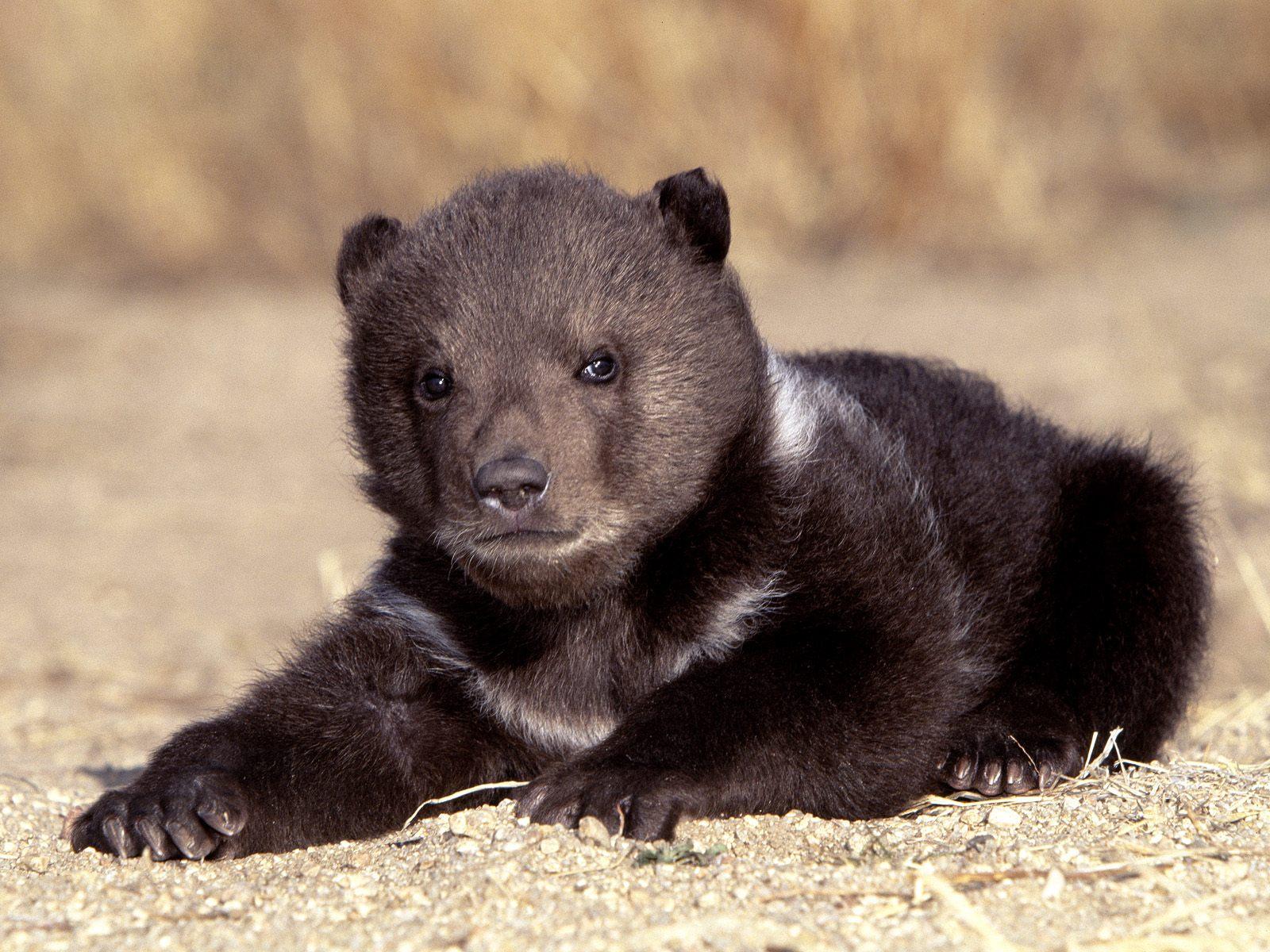 Обои Чёрный медвежонок - для рабочего стола, чёрный маленький медведь - животные 1600x1200