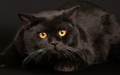 Черный толстый наглый кот / 1280x1024