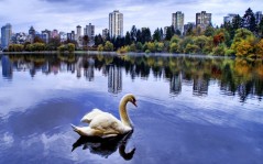 City lake Swan / 1680x1050