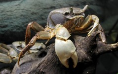 Crab   / 1024x768