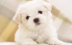 Cute Puppy / 1680x1050