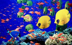 Цветные рыбки и подводный мир, для рабочего стола, животные / 1600x1200
