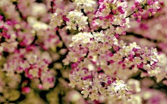 Цветущее дерево, весна наступает / 1920x1200