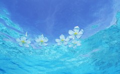 Цветы на воде / 1920x1200