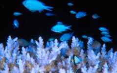 Damselfish / 1600x1200