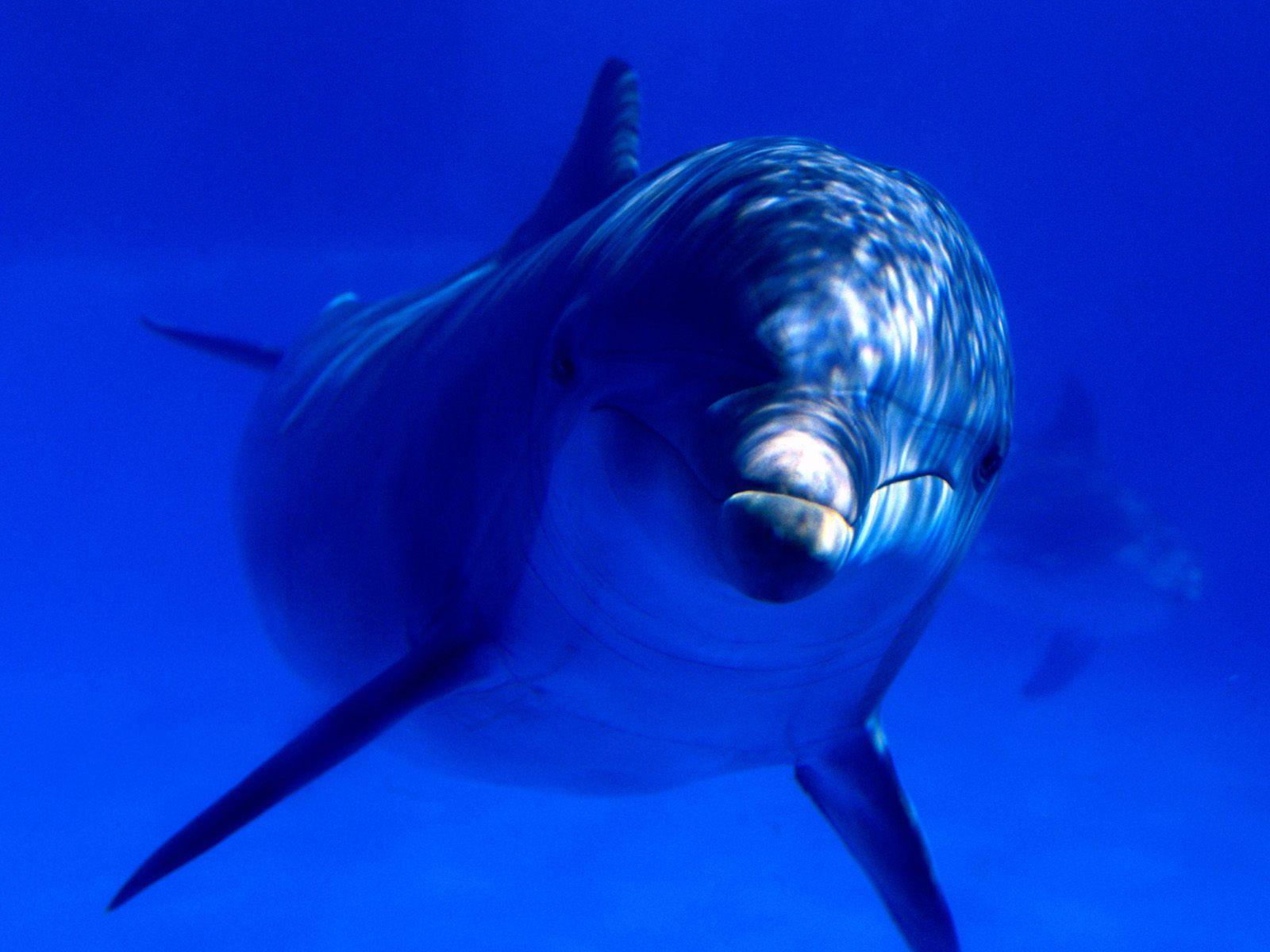 Обои Дельфин в голубой прозрачной воде, на рабочий стол, животные 1600x1200