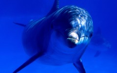 Дельфин в голубой прозрачной воде, на рабочий стол, животные / 1600x1200