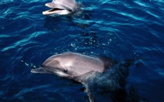Дельфины в морской воде, на рабочий стол животные / 1600x1200