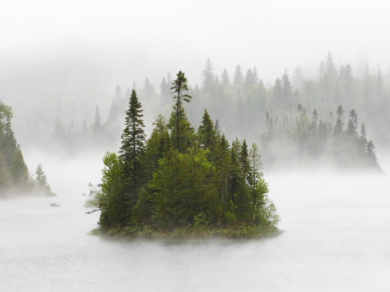 Обои Деревья в тумане 1600x1200