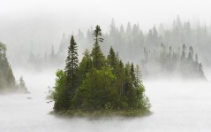Деревья в тумане / 1600x1200