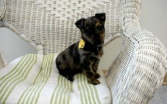 Dog on chair / 1440x900