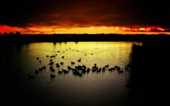 Ducks in sunset / 1680x1050