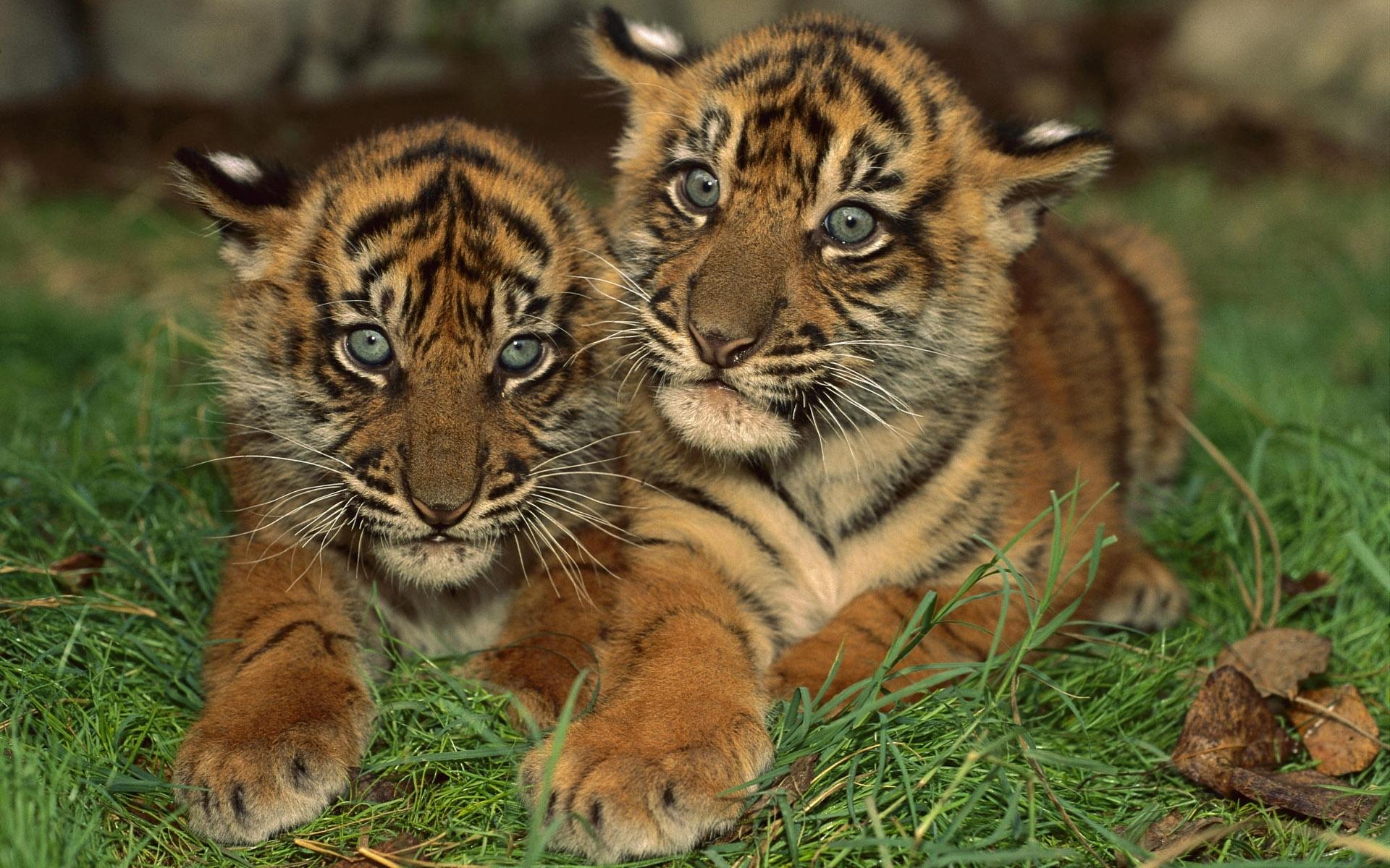 Обои Два молодых тигренка 1920x1200
