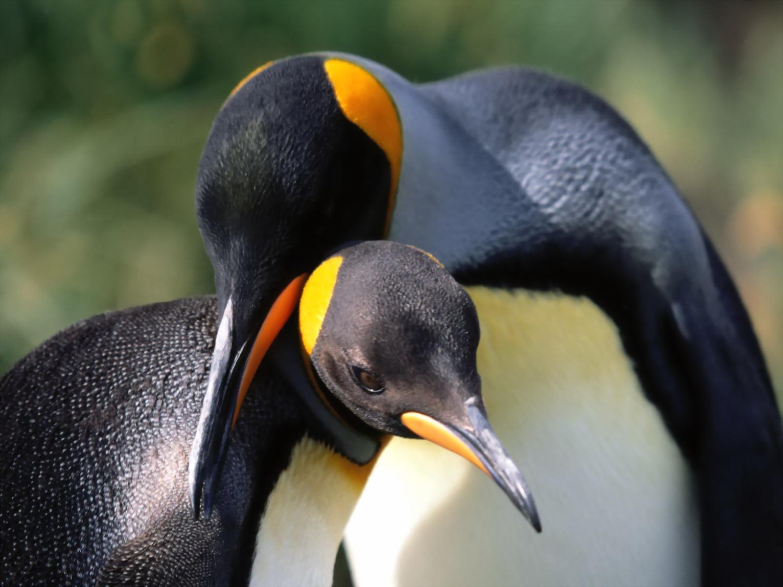 Обои Два пингвина обнимаются 1600x1200